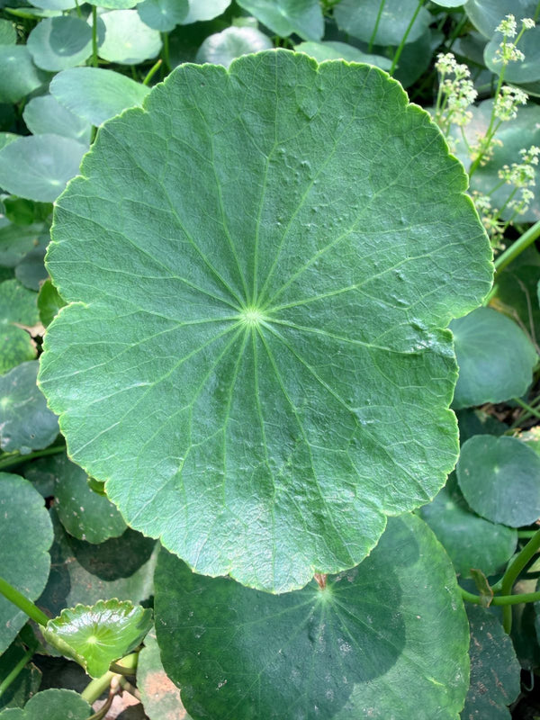 Centella Asiatica